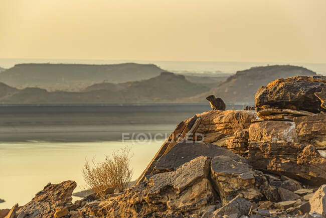 Dassie, o Rock Hyrax (Procavia capensis), Presa Hardap al atardecer; Región Hardap, Namibia - foto de stock