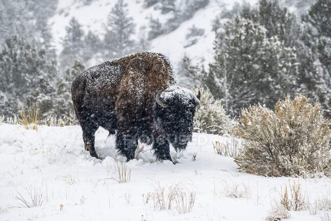 American Bison bull (bisonte Bison) in una giornata innevata nel North Fork della valle del fiume Shoshone vicino al Parco Nazionale di Yellowstone; Wyoming, Stati Uniti d'America — Foto stock