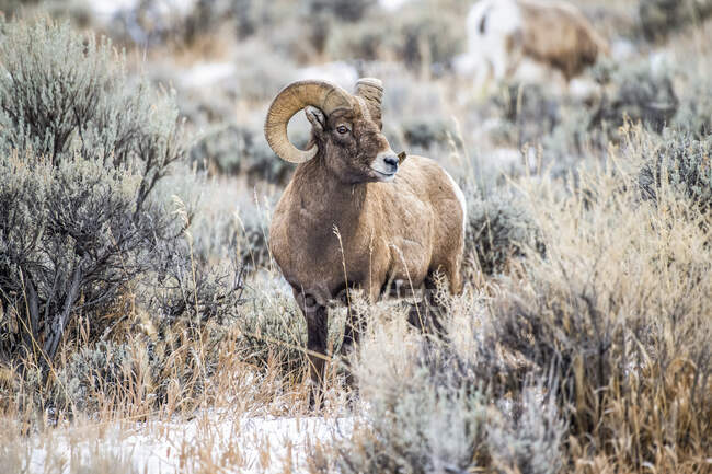Bighorn Sheep ram com chifres maciços perto do Parque Nacional de Yellowstone; Montana, Estados Unidos da América — Fotografia de Stock