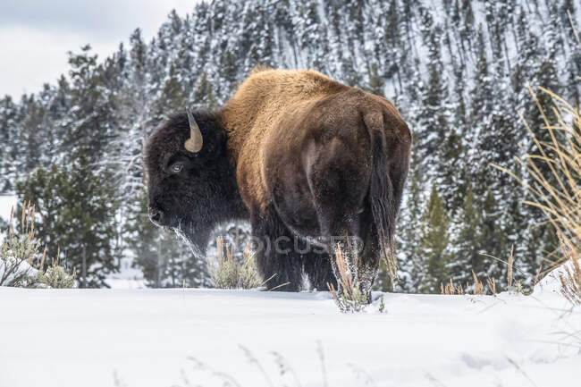 American Bison bull (Bison bison) standing in snow in Yellowstone National Park; Wyoming, United States of America — Stock Photo