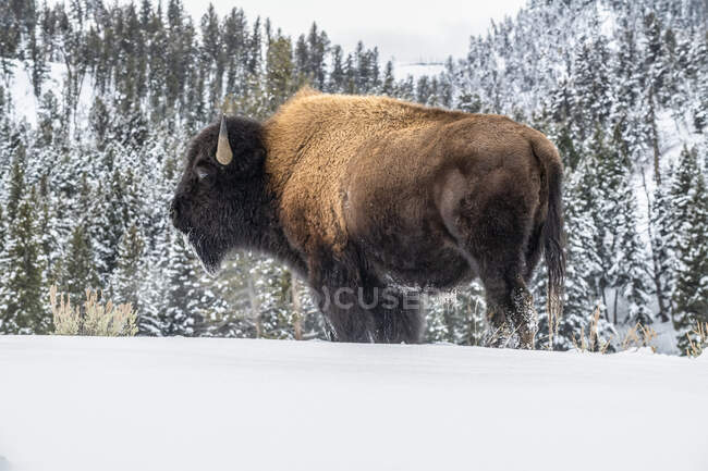 Amerikanischer Bisonbulle (Bison bison) steht im Schnee im Yellowstone National Park; Wyoming, Vereinigte Staaten von Amerika — Stockfoto