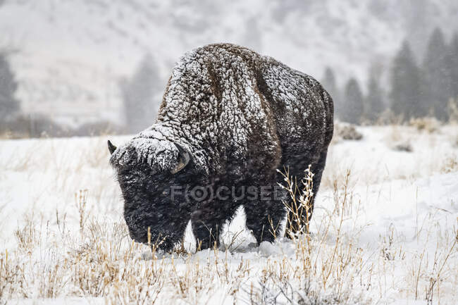 Neve cadente aggrappata a un toro americano Bison (bisonte Bison) in piedi in un prato nel North Fork della valle del fiume Shoshone vicino al Parco Nazionale di Yellowstone; Wyoming, Stati Uniti d'America — Foto stock