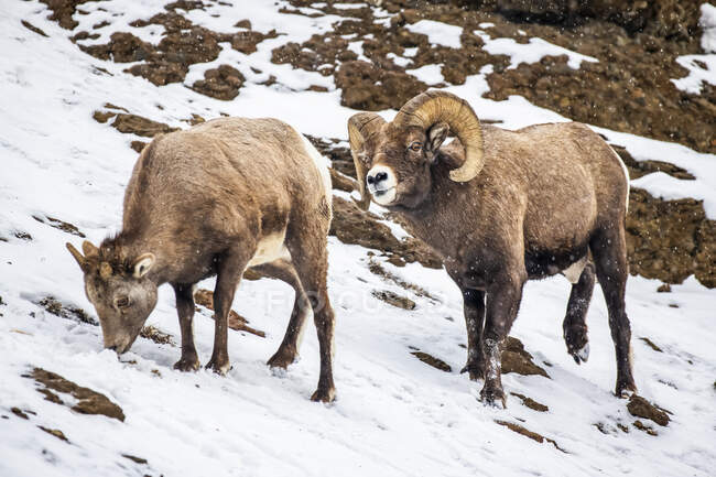 Carnero de oveja de cuerno grande con cuernos masivos cerca del Parque Nacional Yellowstone; Montana, Estados Unidos de América - foto de stock