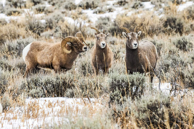 Bighorn Sheep ram avec des cornes massives près de Yellowstone National Park ; Montana, États-Unis d'Amérique — Photo de stock