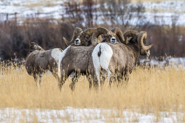 Баран с массивными рогами возле Национального парка Йеллоустоун; Монтана, Соединенные Штаты Америки — стоковое фото