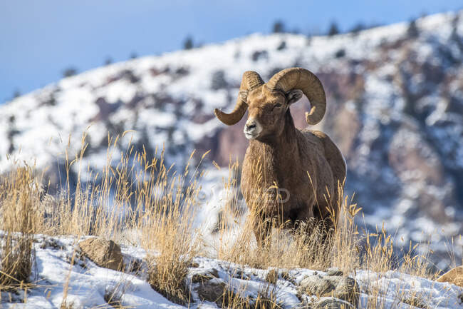 Bighorn Sheep ram com chifres maciços perto do Parque Nacional de Yellowstone; Montana, Estados Unidos da América — Fotografia de Stock