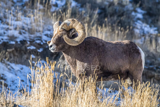 Carnero de oveja de cuerno grande con cuernos masivos cerca del Parque Nacional Yellowstone; Montana, Estados Unidos de América - foto de stock