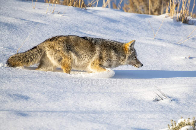 Койот (Canis latrans), що пробиває глибокий сніг, коли полює на мишей у національному парку Єллоустон (штат Вайомінг, США). — стокове фото