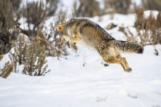 Coyote (Canis latrans) leaping in the air while hunting mice in Yellowstone National Park; Wyoming, United States of America — Stock Photo