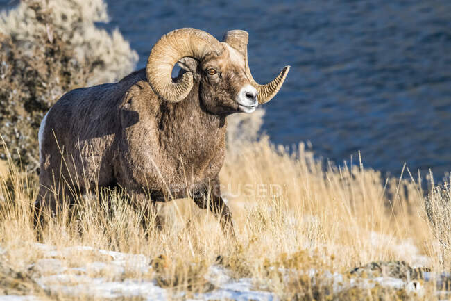 Bighorn Sheep ram with massive horns near Yellowstone National Park; Montana, United States of America — Stock Photo