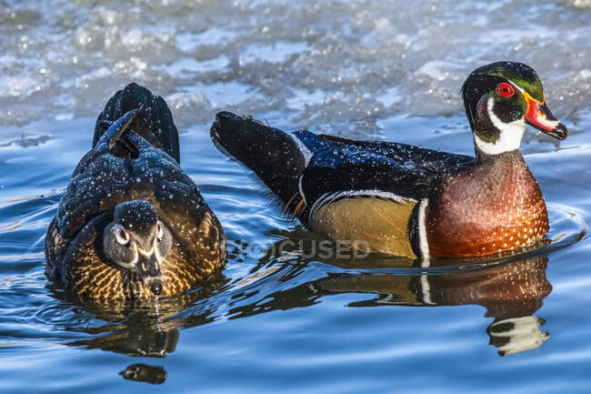 Par de Patos de Madeira (Aix sponsa) nadando em uma lagoa gelada no Sacagawea Park; Livingston, Montana, Estados Unidos da América — Fotografia de Stock