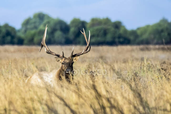 Large bull Tule Elk (Cervus canadensis nannodes) standing in tall, dry  grass at San Luis National Wildlife Refuge; California, United States of  America — Animal In The Wild, bull elk - Stock