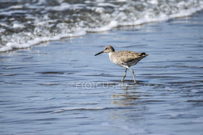 A Willet (Tringa semipalmata) along the beach in front of an incoming wave; Seaside, California, Соединенные Штаты Америки — стоковое фото