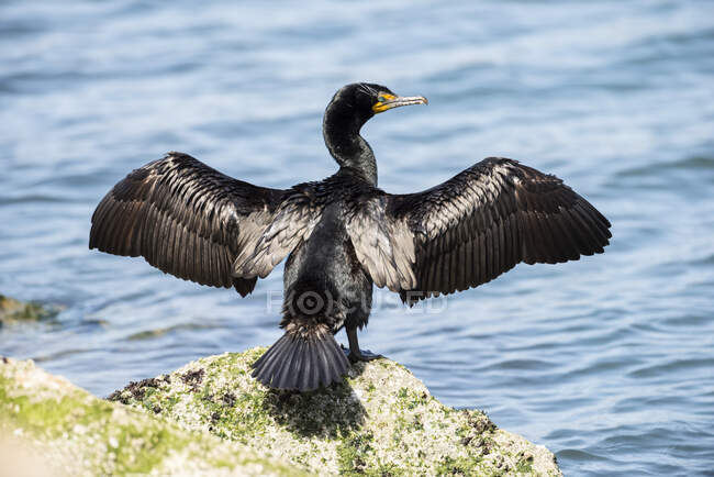 Double-Crested Cormorant (Phalacrocorax auritus) looking back over its shoulder as it spreads and dries its wings on a rock overlooking Morro Bay; Morro Bay, California, United States of America — Stock Photo