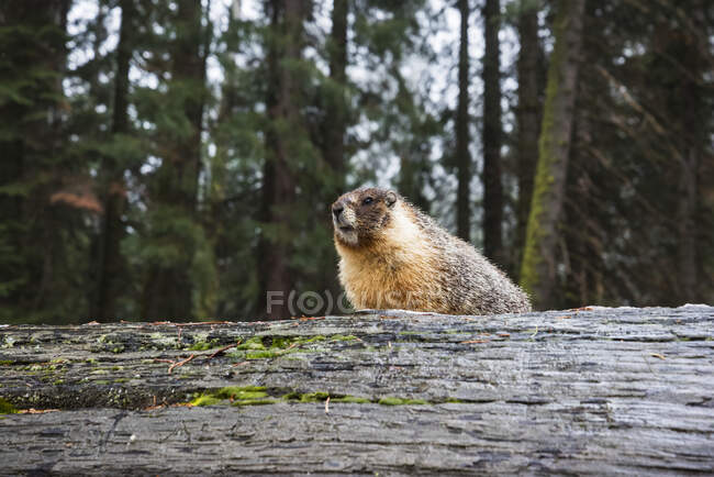 Marmot de vientre amarillo (Marmota flaviventris) sentado en un tronco caído de Sequoia Gigante (Sequoiadendron giganteum) en el Parque Nacional Sequoia; California, Estados Unidos de América - foto de stock