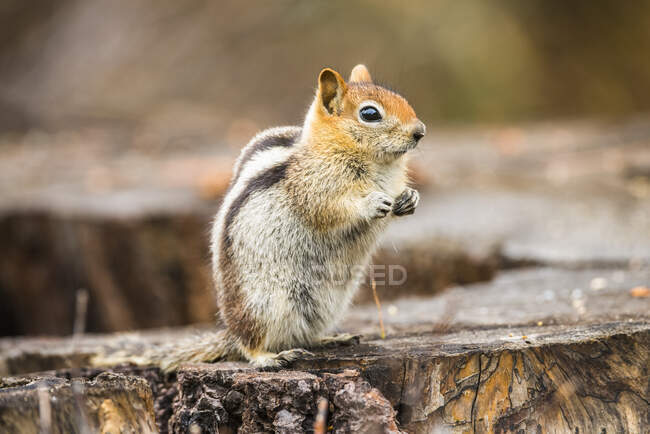 Golden-mantled Ground Squirrel (Callospermophilus lateralis) sitting on stump in Sequoia National Park; California, United States of America — Stock Photo