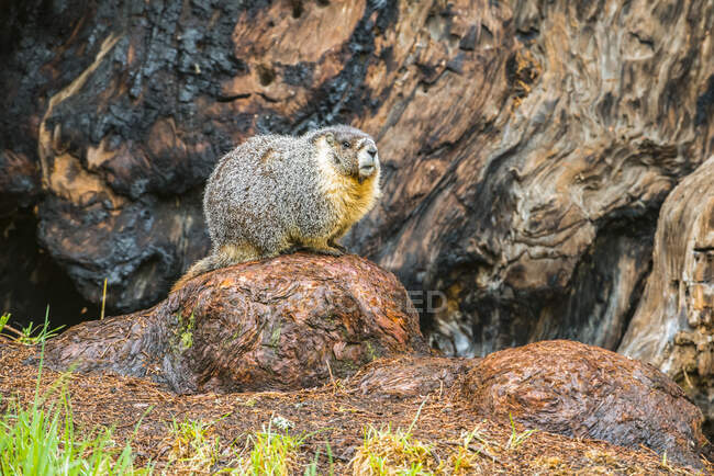 Marmot de vientre amarillo (Marmota flaviventris) sentado en la base de un árbol de Sequoia gigante (Sequoiadendron giganteum) en el Parque Nacional Sequoia; California, Estados Unidos de América - foto de stock