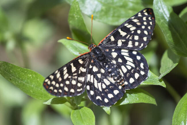 Primo piano di una farfalla Calcedon Checkerspot (Euphydryas calcedona) presso il giardino botanico di Rancho Santa Ana; Claremont, California, Stati Uniti d'America — Foto stock