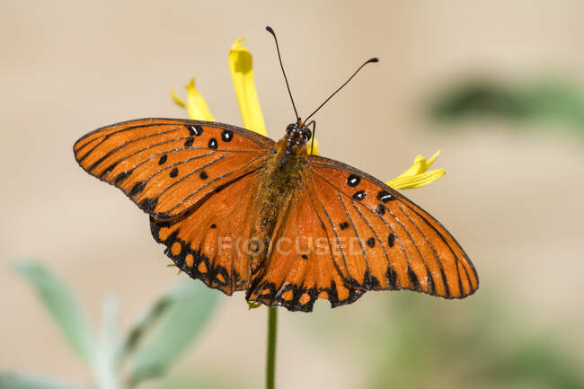 Gros plan d'un papillon fritillaire du golfe (Aguralis vanillae) au jardin botanique Rancho Santa Ana ; Claremont, Californie, États-Unis — Photo de stock