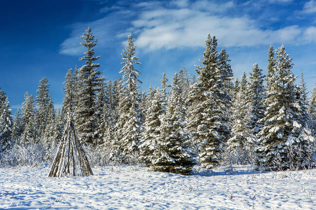 Snow-covered trees with wooden teepee in a snow-covered meadow with blue sky and clouds; Calgary, Alberta, Canada — Stock Photo