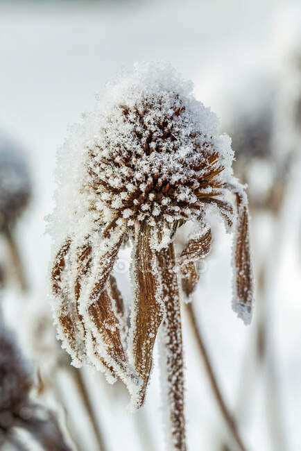 Nahaufnahme gefrosteter getrockneter Echinacea-Staubgefäße; Calgary, Alberta, Kanada — Stockfoto