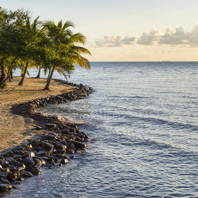Palm trees on a beach along the coastline of the Placencia Peninsula at sunset; Belize — Stock Photo
