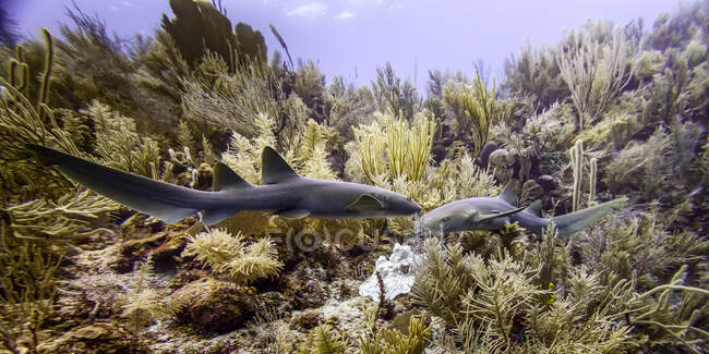 Infirmière requins (Ginglymostoma cirratum), vue en plongée sous-marine à Silk Caye, péninsule de Placencia ; Belize — Photo de stock