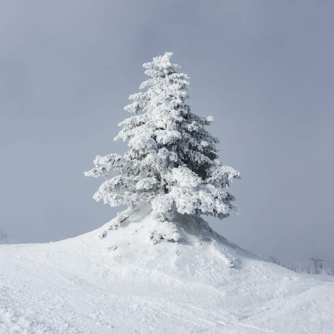 Snow-covered tree against a blue sky on a ski hill, Sun Peaks Ski Resort; British Columbia, Canada — Stock Photo