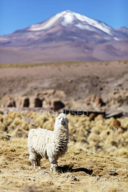 Llama i (Lama glama) en el paisaje del Altiplano; Potosí, Bolivia - foto de stock