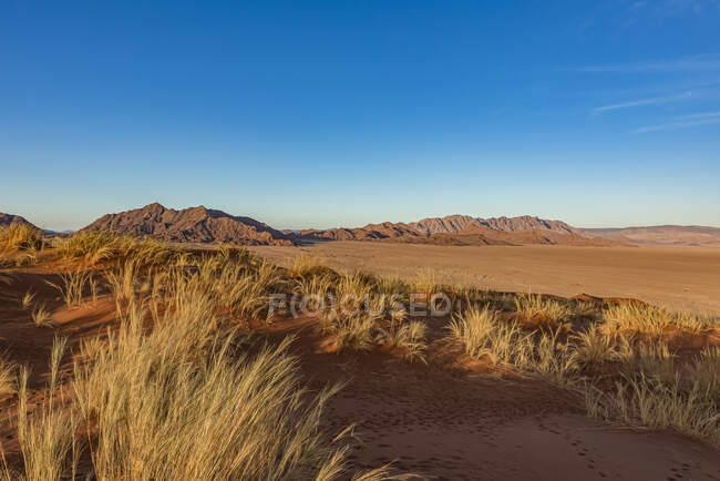 Живописный вид мертвого ландшафта пустыни Намиб; Намибия — стоковое фото
