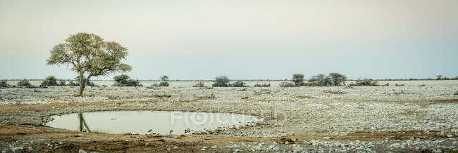 Национальный парк Этоша; Намибия — стоковое фото