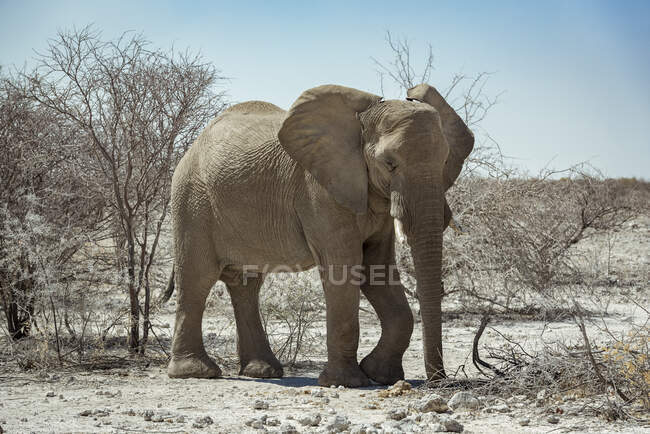 Elefante africano (Loxodonta), Parque Nacional Etosha; Namibia - foto de stock