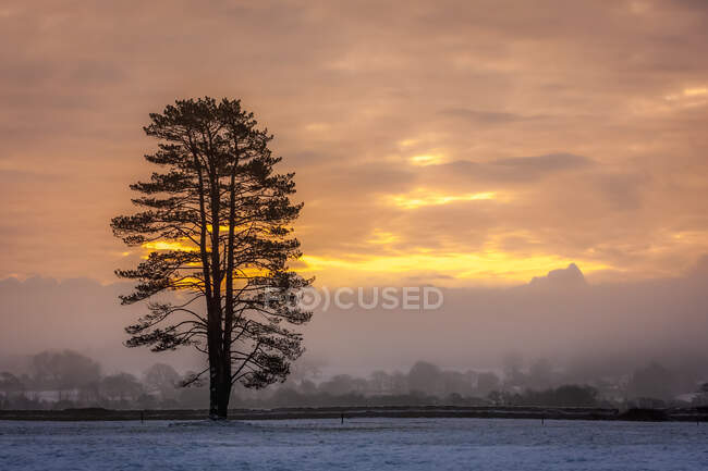 Silhouette of a tree in a snow-covered field at sunrise in winter; Rathcormac, County Cork, Ireland — Stock Photo