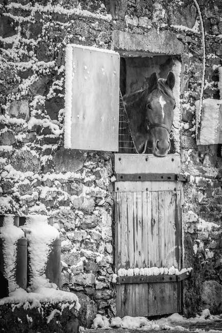 Image en noir et blanc d'un cheval (Equus Caballus) regardant depuis un ancien bâtiment d'écurie en pierre recouvert de neige en hiver ; Rathcormac, comté de Cork, Irlande — Photo de stock