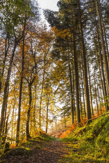 Trilha em uma floresta colorida de outono ao nascer do sol com nevoeiro à distância; Fermoy, County Cork, Irlanda — Fotografia de Stock