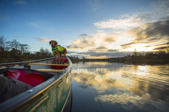 Dog on front of canoe paddling on a river at sunset; Castleconnel, County Limerick, Ireland — Stock Photo