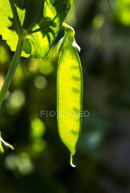 Close-up of a backlit pea pod on the vine; Calgary, Alberta, Canada — Stock Photo