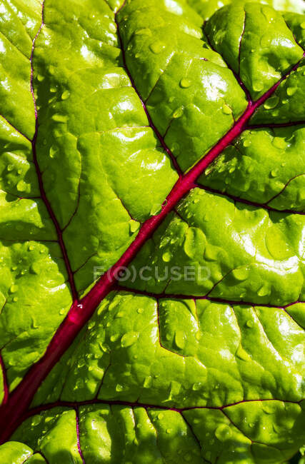 Extreme close-up of a swiss chard leaf with red veins and water droplets; Calgary, Alberta, Canada — Stock Photo