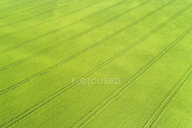 Veduta aerea di un campo di orzo verde con linee di pneumatici impressionato nel campo; Beiseker, Alberta, Canada — Foto stock