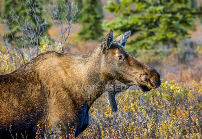 Immagine ravvicinata di un alce di mucca (Alces alces) nel Denali State Park durante la stagione degli scatti; Alaska, Stati Uniti d'America — Foto stock