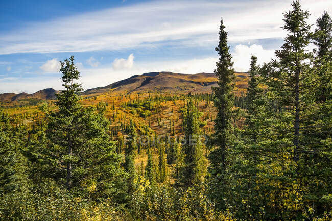 Paesaggio autunnale di colori autunnali nel Denali State Park; Alaska, Stati Uniti d'America — Foto stock