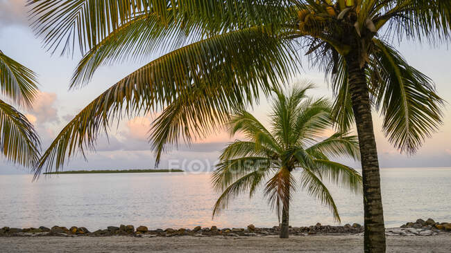Palm trees on a beach with glowing pink clouds at sunset, Placencia Peninsula; Belize — Stock Photo
