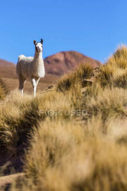 Llama (Lama glama) na paisagem do Altiplano; Potosi, Bolívia — Fotografia de Stock