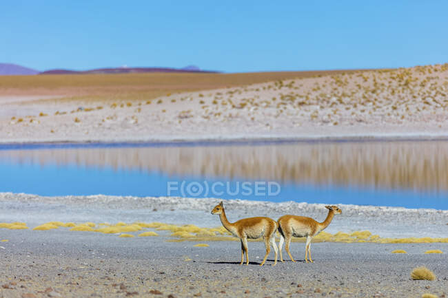 Vicunas (Vicugna vicugna) an einem See im Altiplano; Potosi, Bolivien — Stockfoto