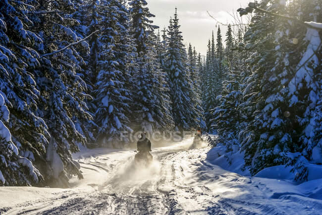Snowmobiles going down a trail through a forest in winter; Sun Peaks, British Columbia, Canada — Stock Photo