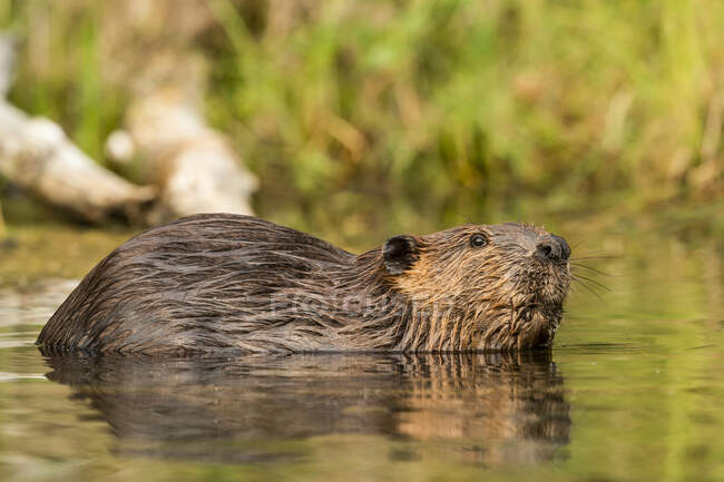 North American Beaver (Castor canadensis) swimming in a lake looking for wood to build a lodge; Whitehorse, Yukon, Canada — Stock Photo