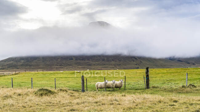 Vue panoramique sur le pâturage des moutons à beau paysage — Photo de stock