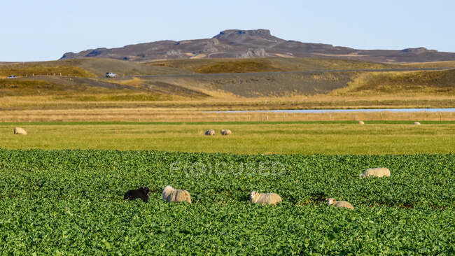Vista panorámica de ovejas pastando en hermoso paisaje - foto de stock