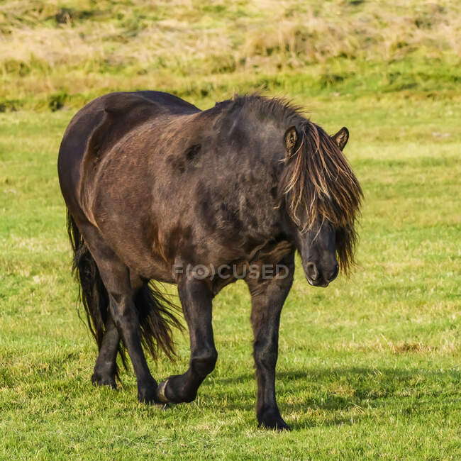 Caballo marrón (Equus caballus) caminando sobre la hierba; Myrdalshreppur, Región Sur, Islandia - foto de stock