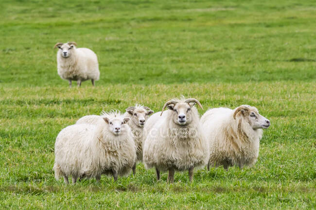 Живописный вид на выпас овец на красивом ландшафте — стоковое фото